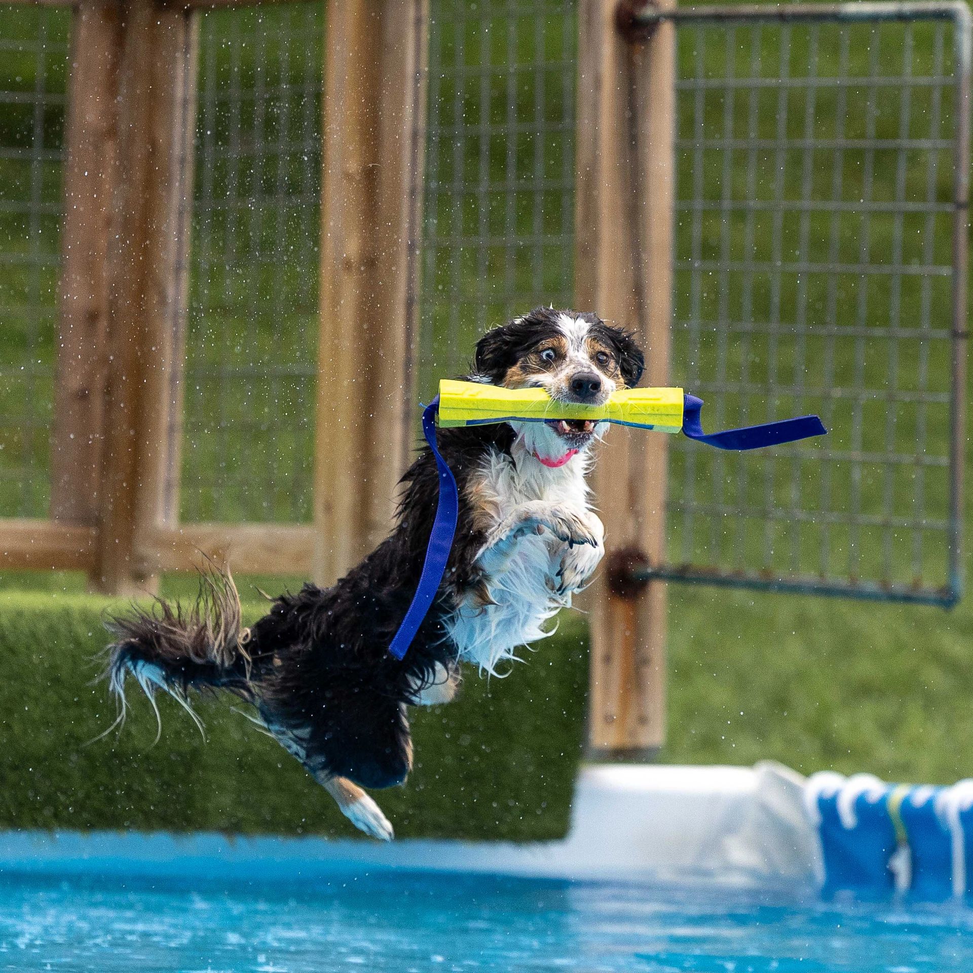 Dog leaping off dock into water at dock diving event